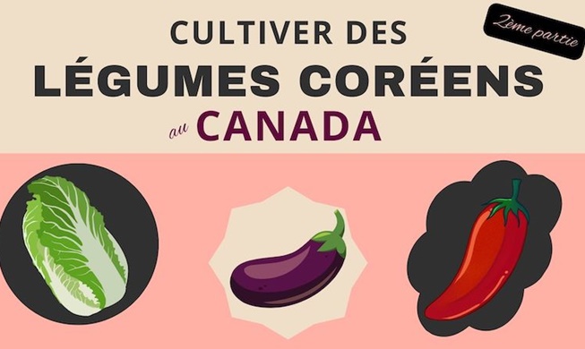 Cultiver des légumes coréens au Canada - deuxième partie