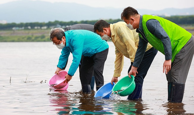 Image du jour : 630 000 carpes remises à l'eau