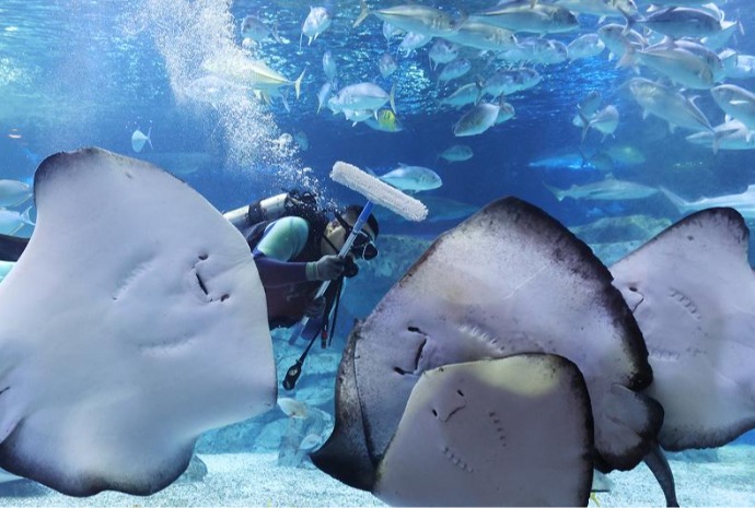 Nettoyage d’aquarium