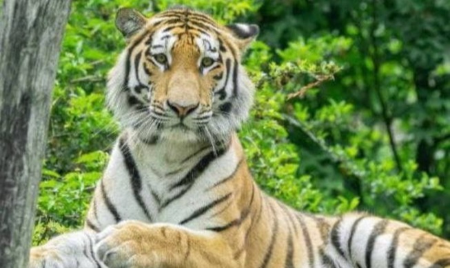 Le président Moon nommé comme le parrain d’un tigre de Sibérie du jardin zoologique de Schönbrunn