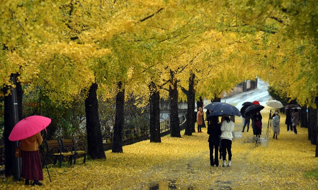 Image du jour : Pluie d'automne sur la route provinciale des ginkgos