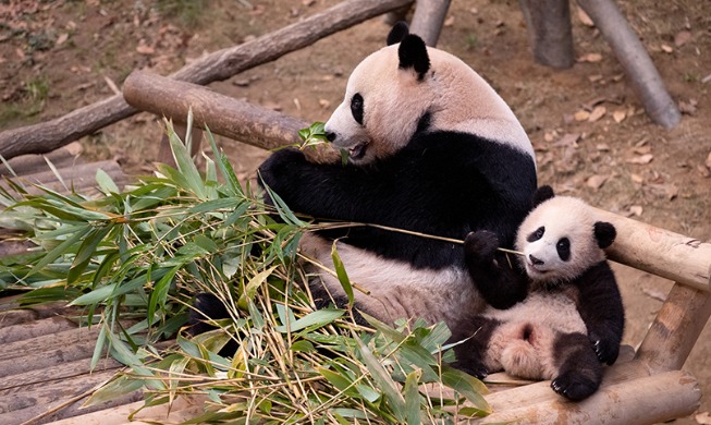 Vidéo : Fu Bao, le bébé panda qui fait fondre les internautes