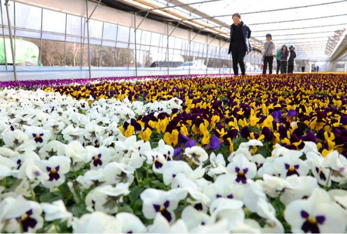 Pépinière en fleurs