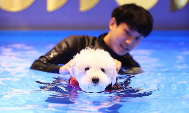 Image du jour : un cours de natation canine