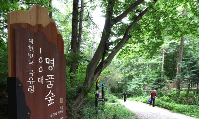 La forêt de cyprès de Jangseong, entre balade de santé et contribution à l’économie locale
