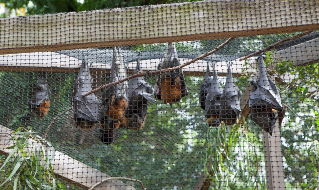 Prévention des pandémies : des organoïdes dérivés de chauves-souris développés par des chercheurs coréens