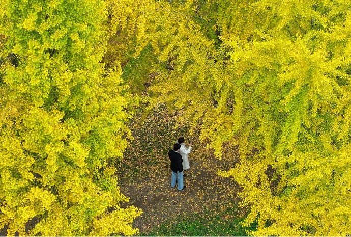 L'automne, en jaune