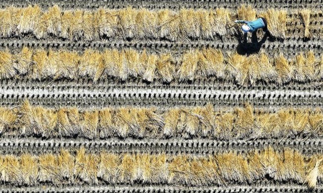 Récolte de paille de riz