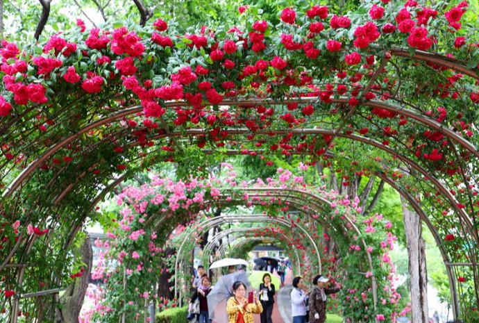Seoul Rose Festival