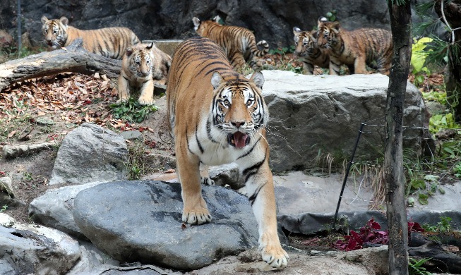 Image du jour : cinq tigres coréens dévoilés à Zootopia