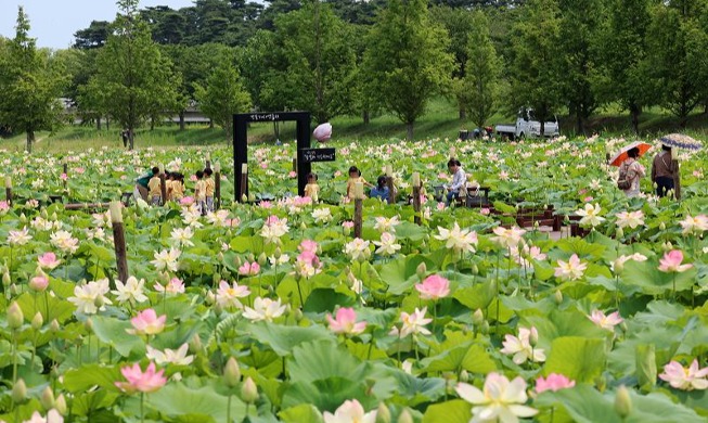 Lotus en pleine floraison