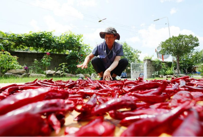 Séchage de piments rouges