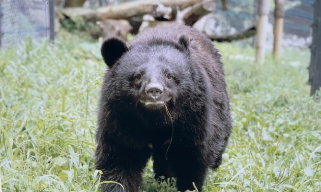 Les sanctuaires pour animaux en Corée : un modèle en développement