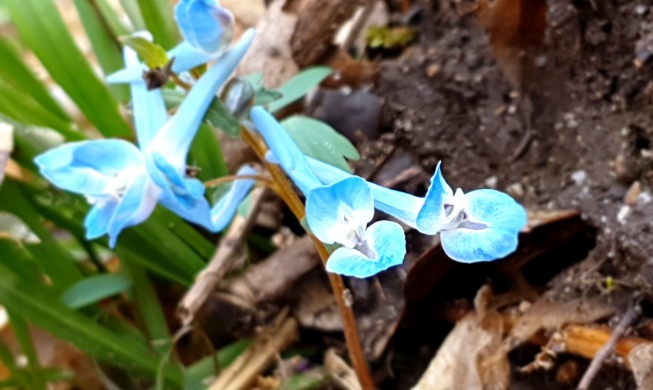 Floraison précoce : en Corée, c’est déjà le printemps