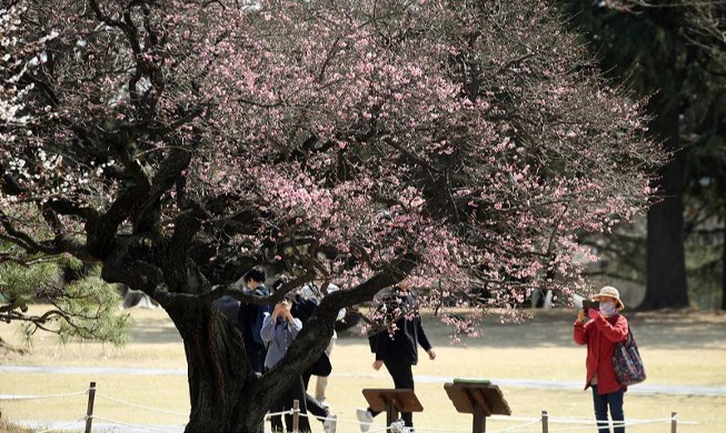 Arbre en fleurs