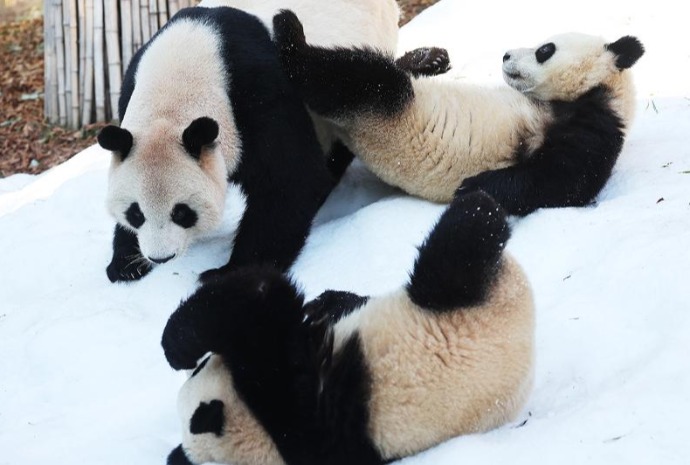 L'hiver des pandas