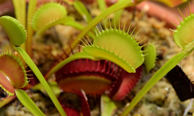 Une équipe coréenne développe un composant de robotique molle inspiré d'une plante carnivore