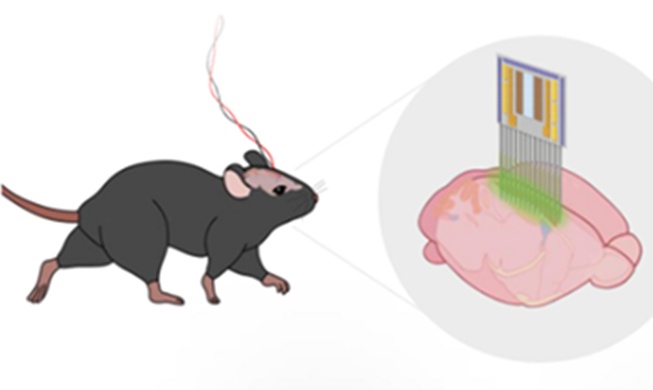Des chercheurs coréens développent une ICM capable d'observer les neurones en temps réel
