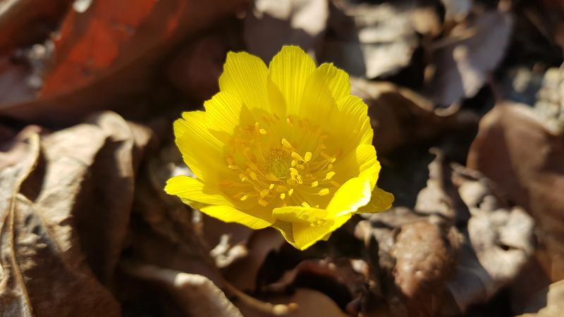 Spring flowers1