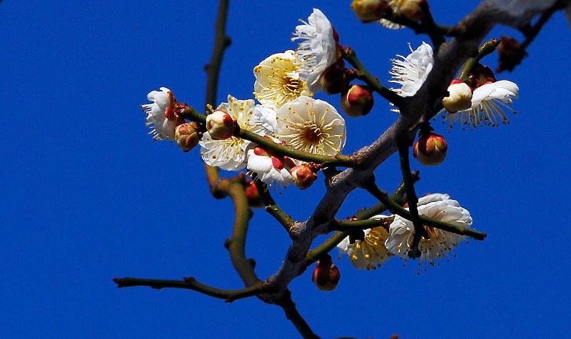 Spring flowers2