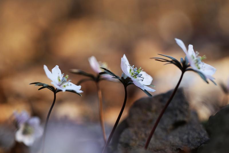 Spring flowers3