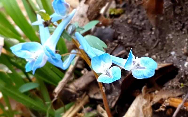 Spring flowers4