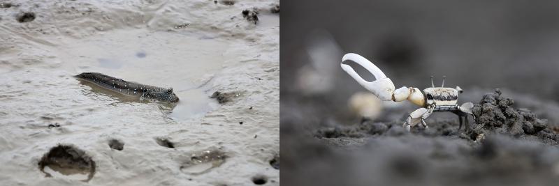 Les mudskippers (à gauche) et les crabes violonistes sont souvent observés dans la vasière lorsque la marée descend. Le crabe violoniste laiteux mâle a une pince plus grosse que l'autre. ⓒ Bureau du comté de Shinan 
