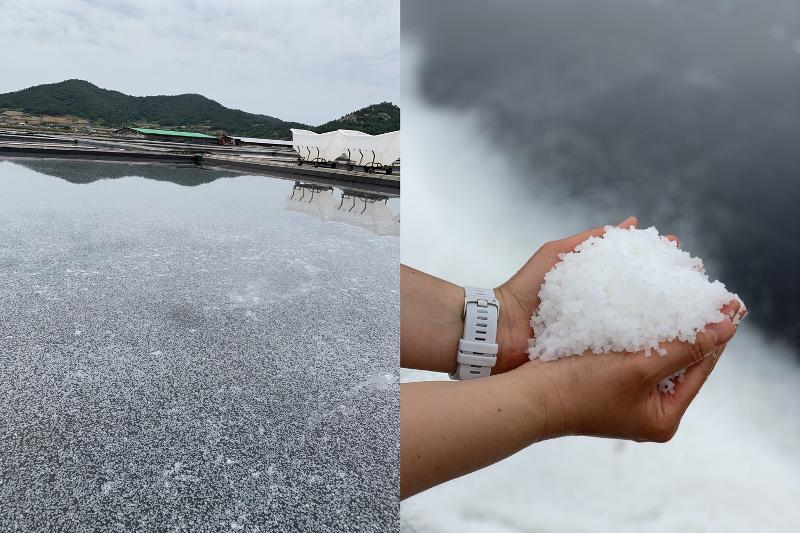 Sel de baie fraîchement récolté dans une ferme de sel ⓒ Jung Joo-ri / Korea.net