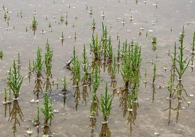 Les hamcho (plantes aquatiques) se trouvent facilement dans les fermes de sel du comté de Shinan. ⓒ Jung Joo-ri / Korea.net