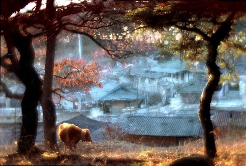 Cette photo a été prise un matin de 1999 dans un village situé à 250 km de Séoul. Viktor An a dit qu'il ne se souvenait pas du nom de l'endroit, alors il l'a appelé « le village de M. Kang ». (Viktor An) 
