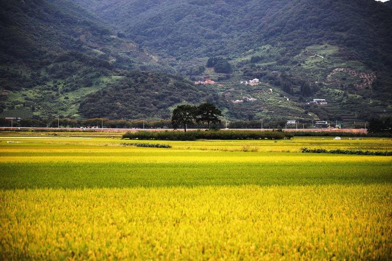 Le champ de Pyeongsa-ri