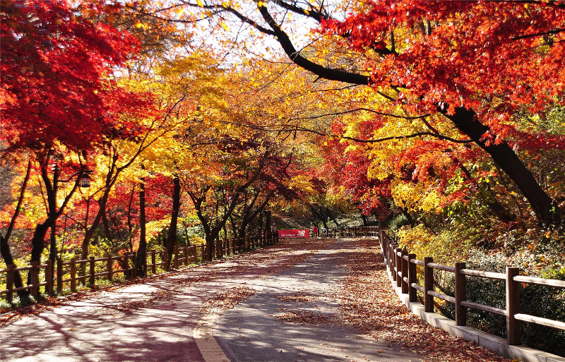 Sur le chemin nord du parc Namsan, à Séoul.