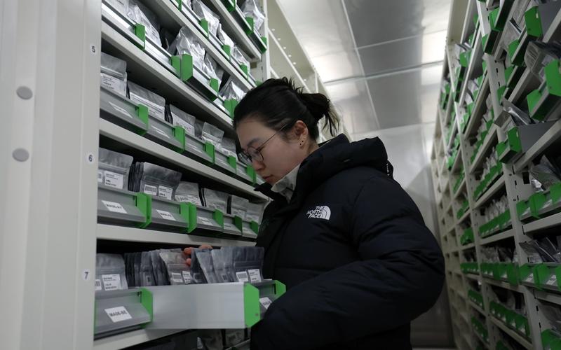 Kim Hoejin, directrice du Baekdudaegan Global Seed Vault, examine un bac de semences, le 19 février 2025. © Lee Jun Young / Korea.net