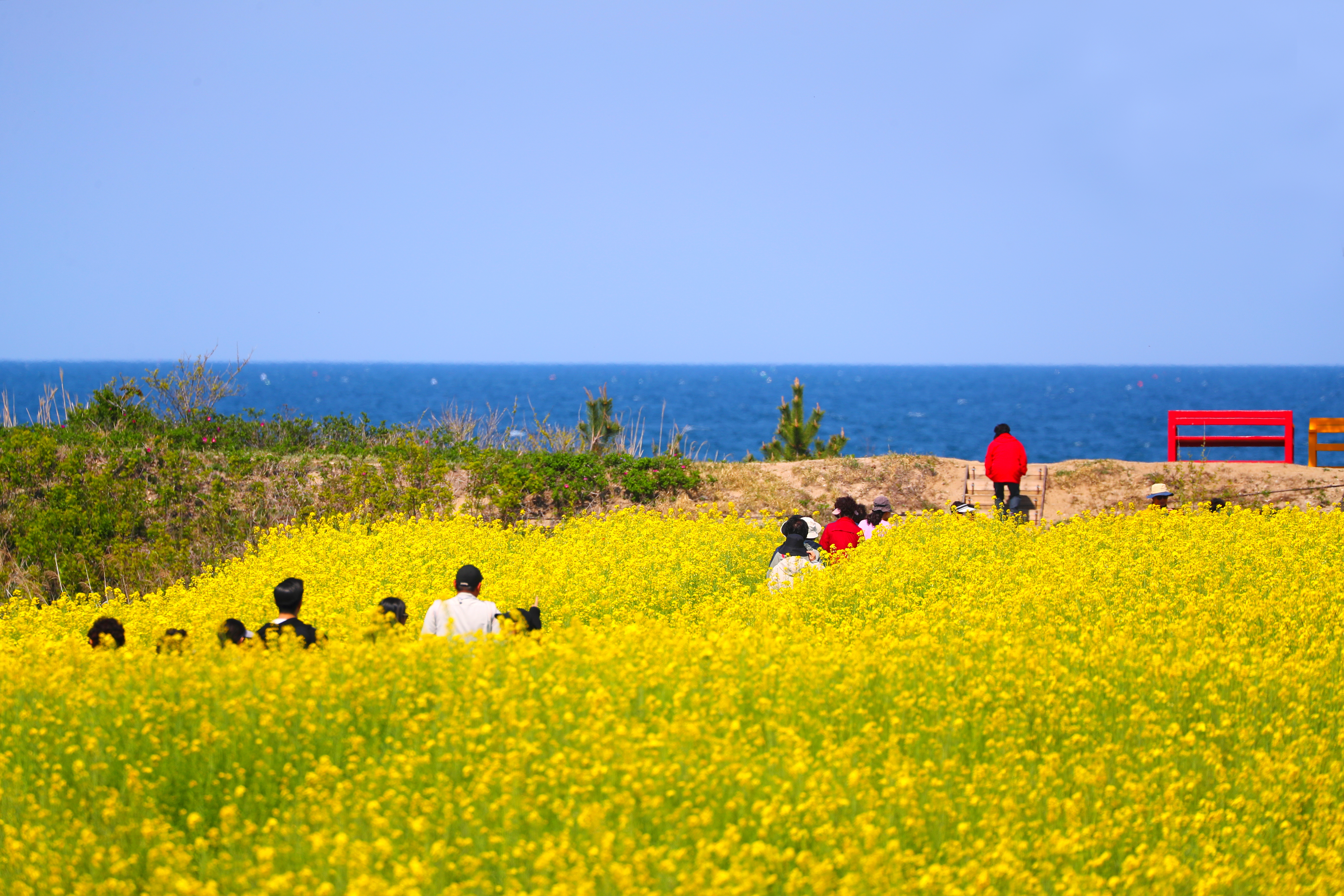 Un champ de fleurs de colza s'étend au bord de la côte à Yangyang, dans le Gangwon, le 29 avril 2025. © Agence de presse Yonhap
