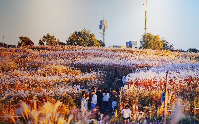 Le parc Haneul, célèbre pour ses herbes à éléphants. © Seobu Parks & Landscape Management Office