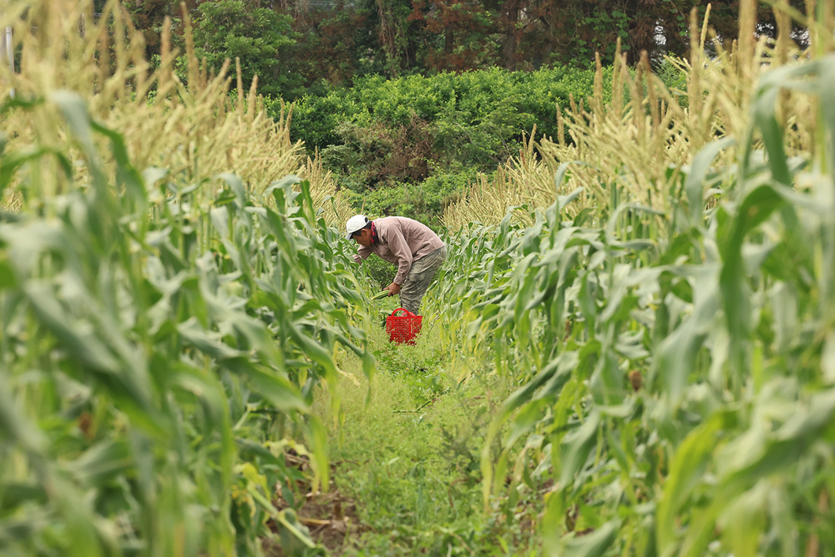 Un agriculteur récolte du maïs doux dans un champ d'Aewol, à Jeju, le 13 juin 2025. © Agence de presse Yonhap
