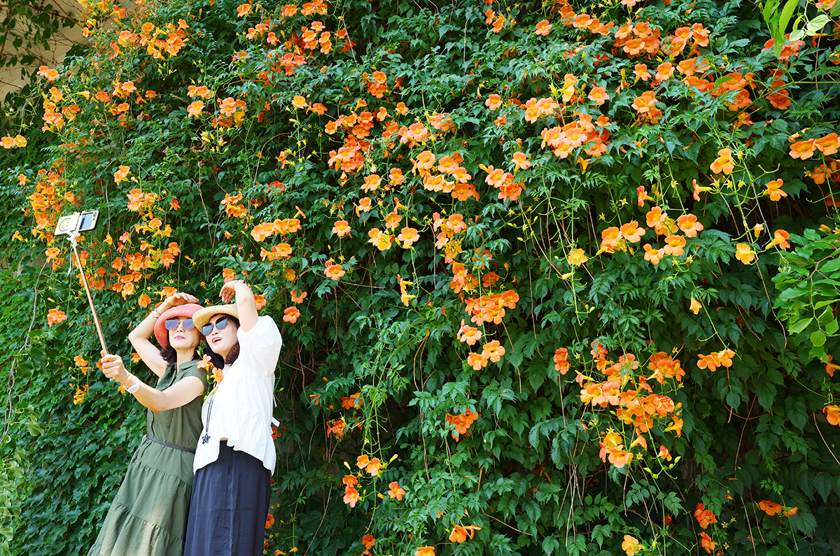 Deux personnes prennent un selfie devant des arbustes en fleurs, près du parc Ttukseom Hangang, à Séoul, le 8 juillet 2025. © Lee Jeong Woo / Korea.net