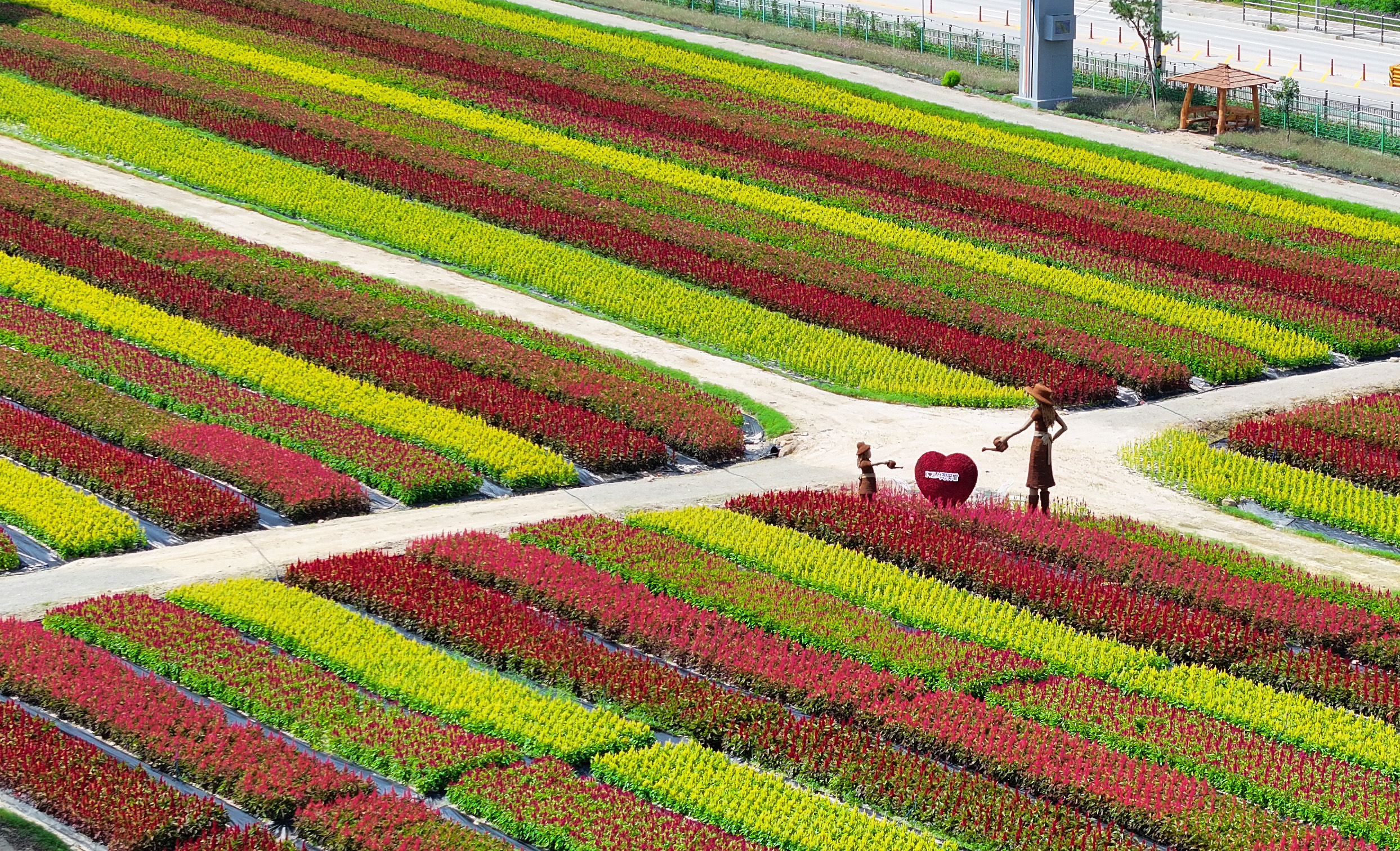 Les fleurs du jardin de Goseokjeong, à Cheorwon, sont prêtes à acceuillir les visiteurs à la veille de son ouverture, le 26 août 2025.