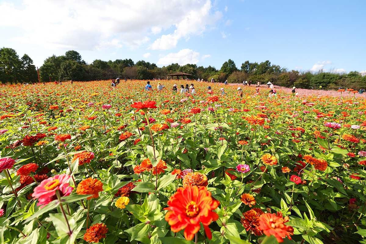 Des visiteurs admirent les chrysanthèmes du 2025 Dream Park Chrysanthemum Festival, à Incheon, au jour du Sanggang, 18e des 24 subdivisions saisonnières qui marque le début des gelées, le 23 octobre 2025. L’événement se tient jusqu’au 5 novembre. © Lee Jeong Woo / Korea.net