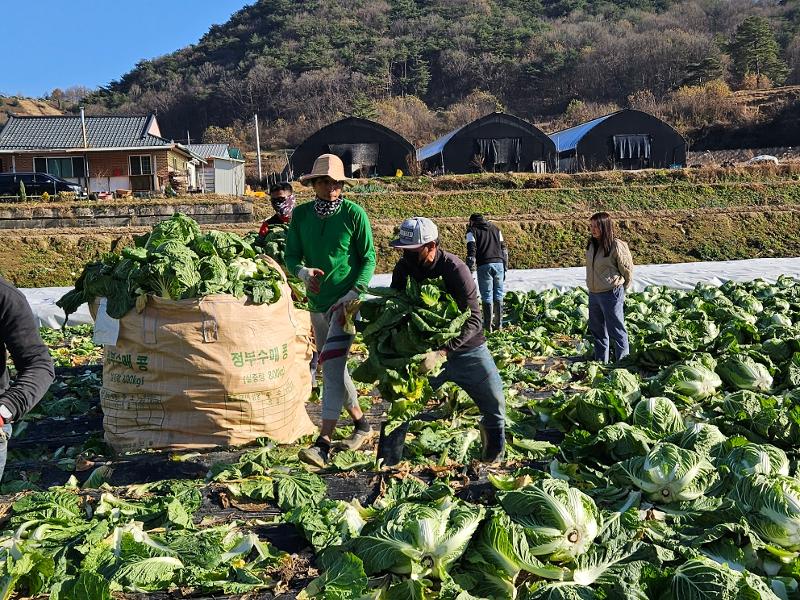 Des travailleurs étrangers dans une ferme de Goesan, dans le Chungcheong du Nord. © Comte de Goesan