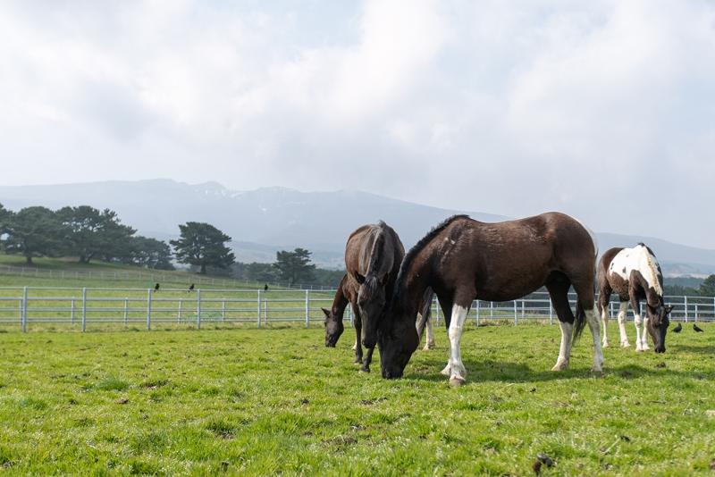 Des chevaux de selle de race RDA broutent dans un pré sur l’île de Jeju. © Institut national des sciences de l'animal / Administration du développement rural