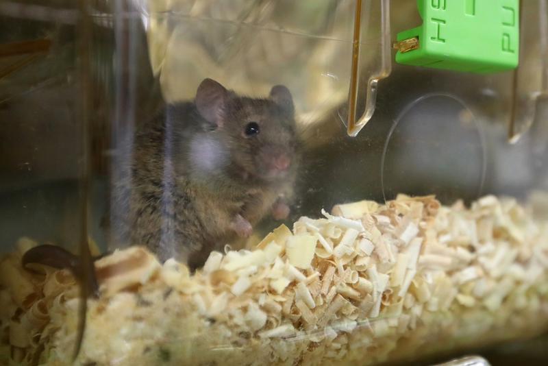 Une souris du Korea Basic Science Institute. &copy; Agence de presse Yonhap