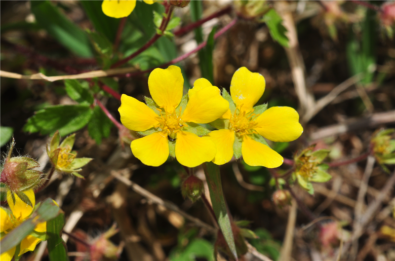 Potentilla rhizoma. &copy; Institut national des ressources biologiques