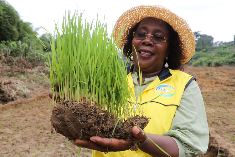 Un plant de riz gabonais d&eacute;velopp&eacute; &agrave; partir d&rsquo;une vari&eacute;t&eacute; de riz cor&eacute;en. &copy; Rural Developement Administration