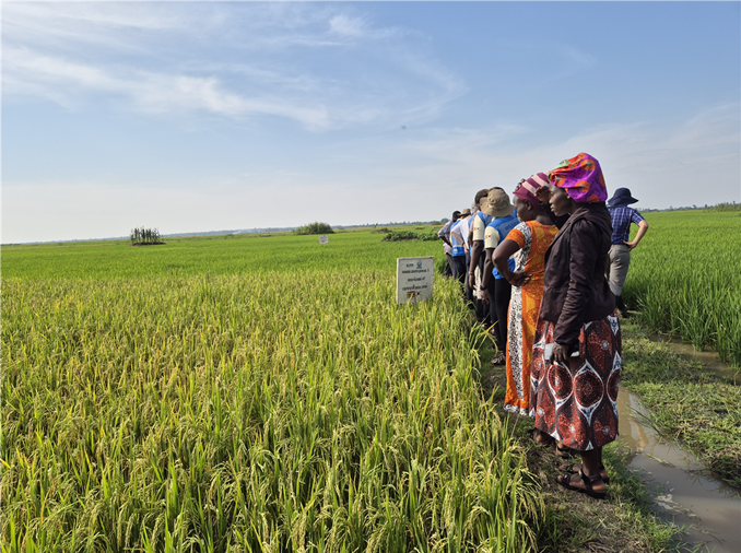K-Ricebelt : plus de 12 000 tonnes de riz récoltées en Afrique sur trois ans