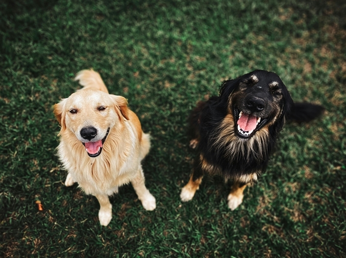 Iksan et Gyeongju désignées villes où il fait bon voyager avec son chien