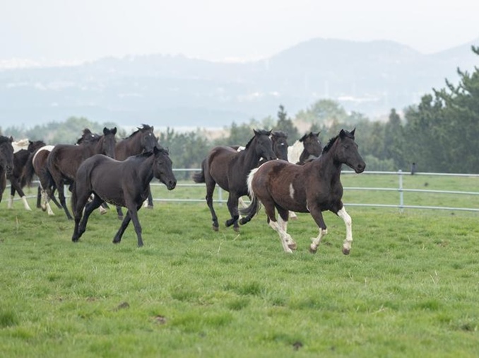La Corée développe une nouvelle race de cheval pour l’équitation de loisir
