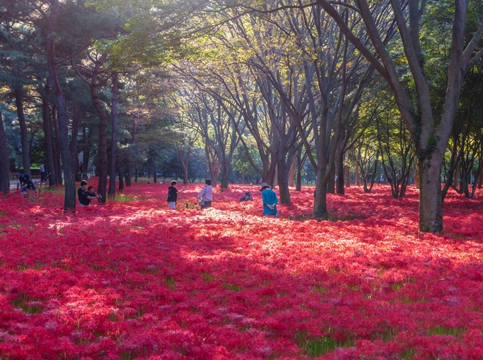 Quatre festivals et événements culturels à découvrir pendant les congés de Chuseok