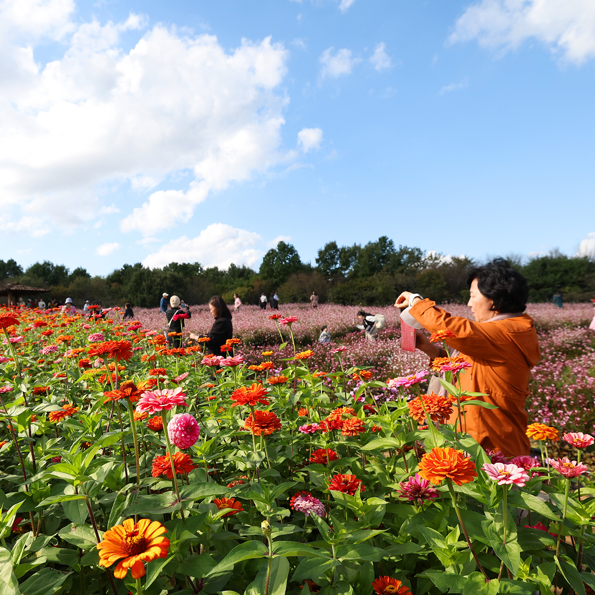 2025 Dream Park Chrysanthemum Festival