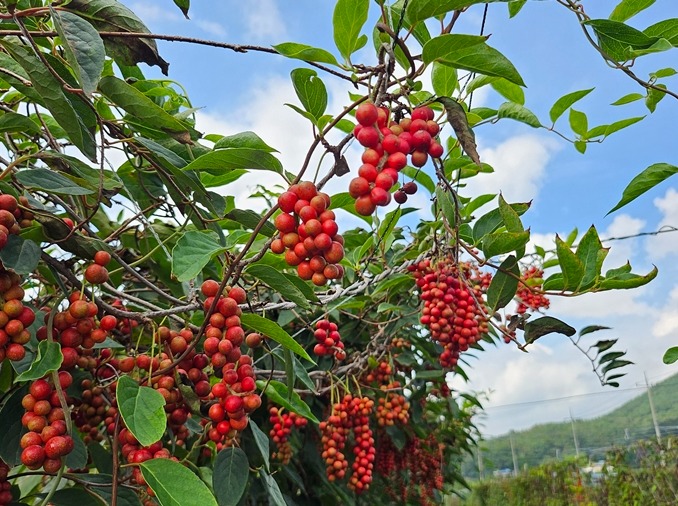 Découvrez l'omija, la spécialité de la région de Mungyeong